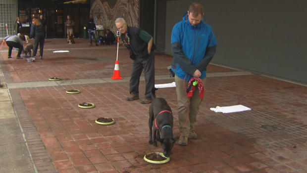 truffles-dogs-in-training-620.jpg 