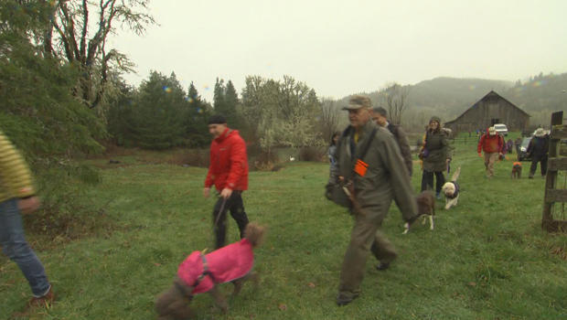truffles-dogs-in-training-enter-the-forest-620.jpg 