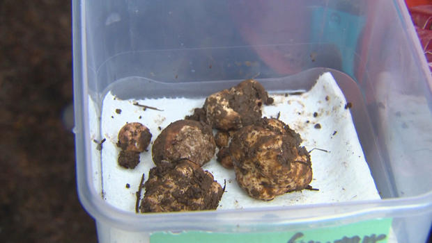 truffles-in-bin-620.jpg 