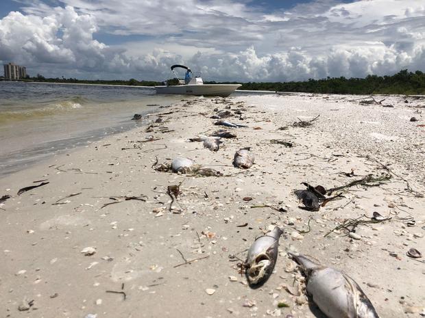 US-ENVIRONMENT-ANIMAL-OCEANS 