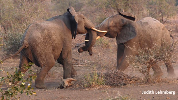 elephants-fighting-judy-lehmberg-620.jpg 