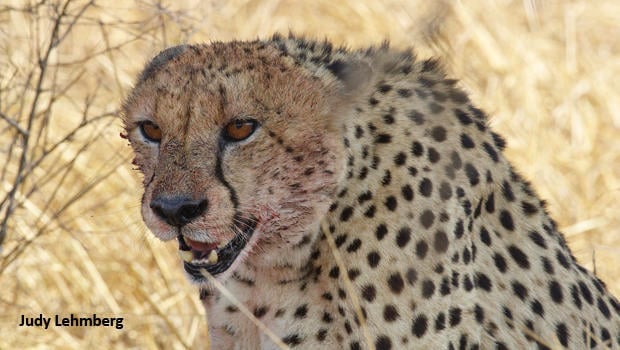 cheetah-with-blood-kruger-national-park-judy-lehmberg-620.jpg 