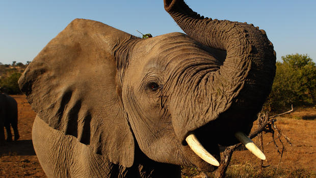 World Elephant Day: 25 wild animal facts 