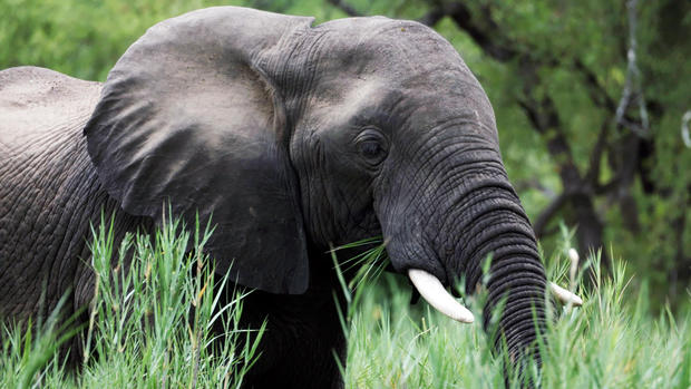 elephant-giraffes-zimbabwe-040819-broll-01-03-41-18-still001.jpg