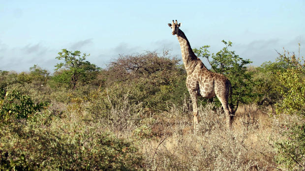 giraffe-giraffes-zimbabwe-040919-broll-00-08-06-16-still002.jpg