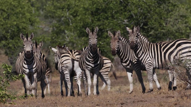 zebras-giraffes-zimbabwe-040919-broll-00-24-56-13-still011.jpg