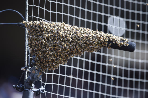 bee swarm — San Diego Padres, Miami Marlins 