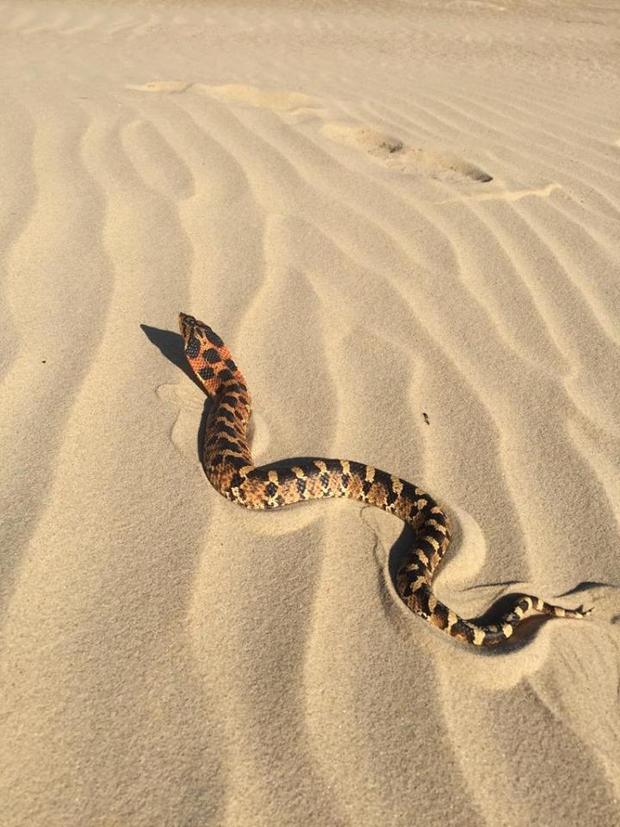 North Caroline Eastern Hognose Zombie Snake Plays Dead