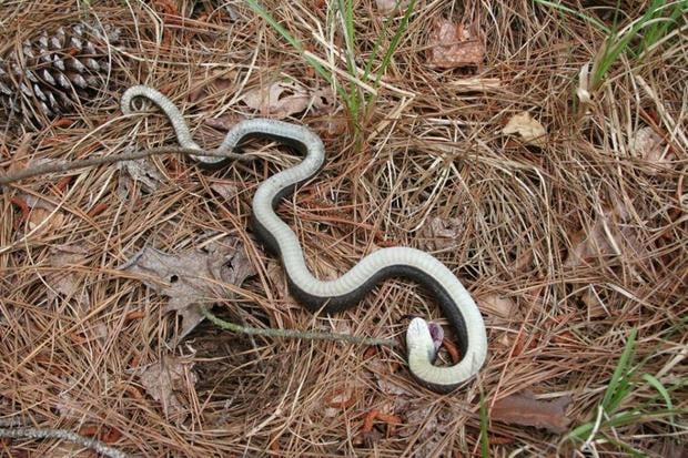 zombie-snake3.jpg
