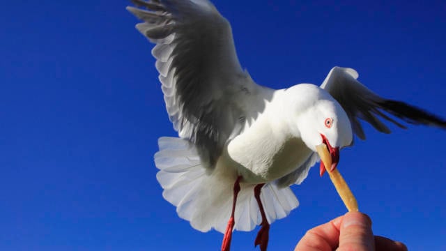 Seagull Potato Chip French Fries Flying 