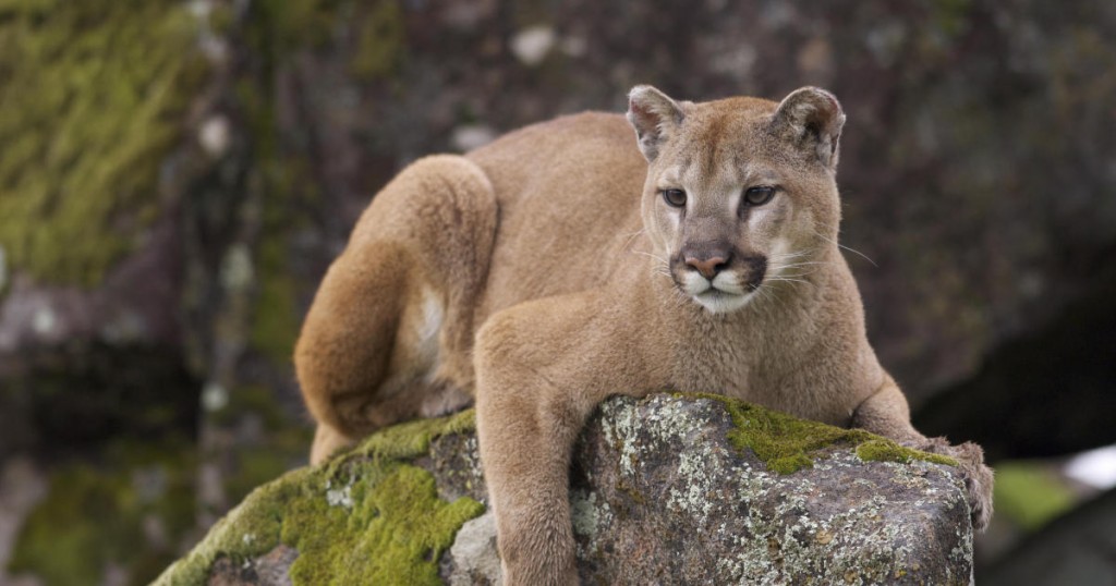 Mountain Lion on moss covered rocks during spring time