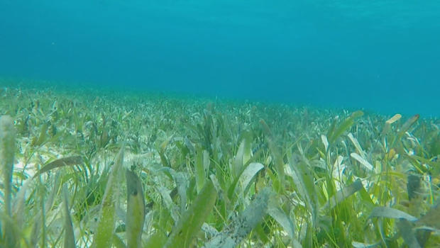sea-grass-beds-off-the-florida-keys-620.jpg 