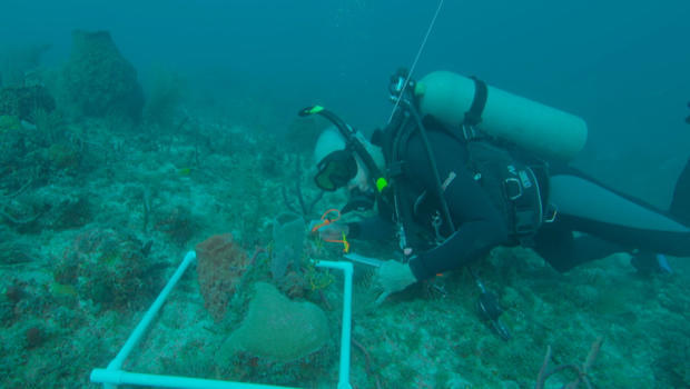 under-the-sea.jpg 