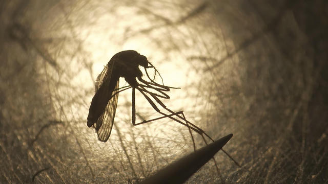 Rare Mosquito Disease 