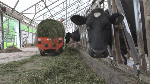 timothy-demeree-dairy-farm-in-little-fals-ny-620.jpg 