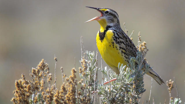 Meadowlark squawking while standing on a pole 