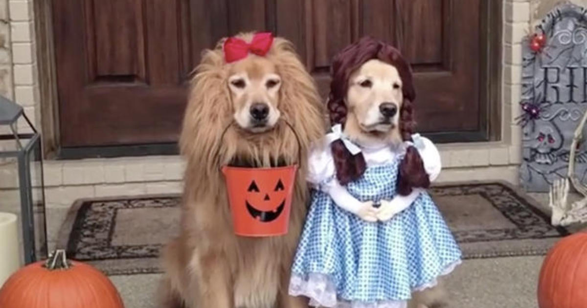 dog dress for golden retriever Padmavati Silk Gota Dog Dress main image 1