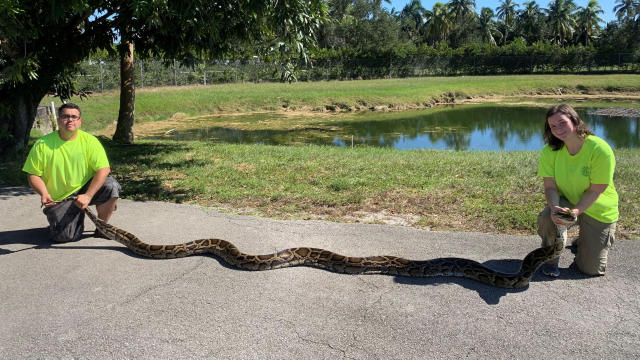 Python Hunt 