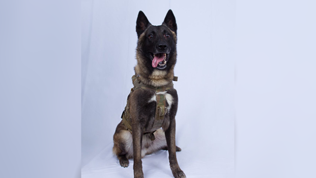 belgian-malinois.png 