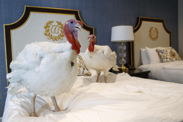 Two male turkeys from North Carolina named Bread and Butter