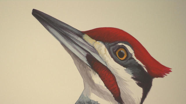 david-sibley-illustration-a-promo.jpg 