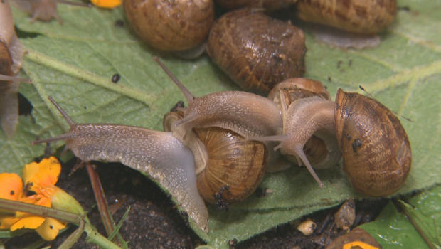 snails-620.jpg 
