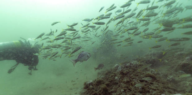 What Can Be Saved Oceans 