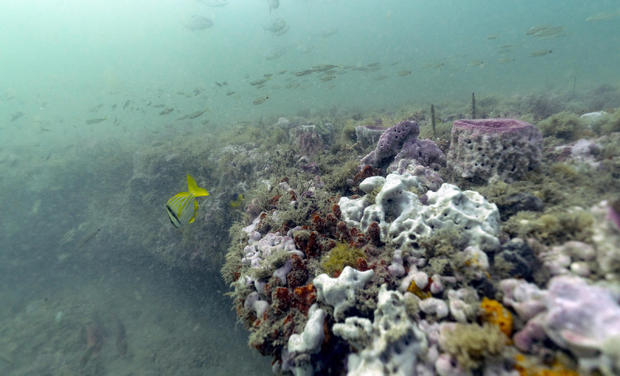 What Can Be Saved Oceans 