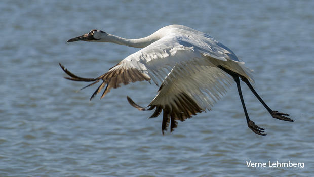 mature-whooping-crane-taking-off-verne-lehmberg-620.jpg 