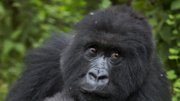 Critically endangered species and beloved animals at risk 