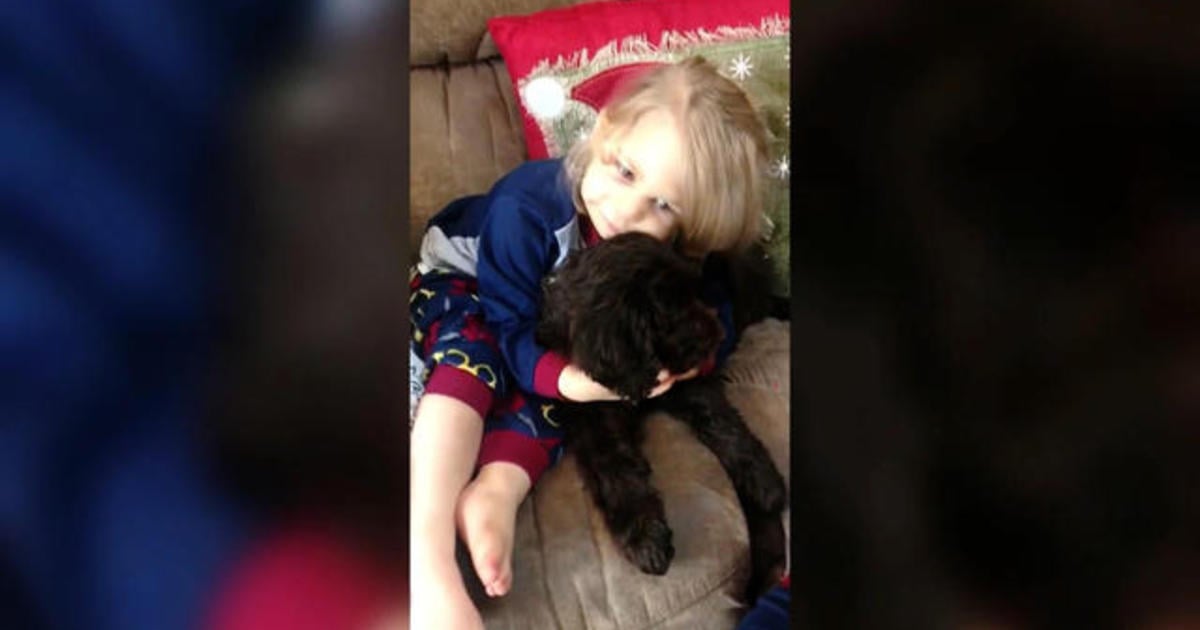 Therapy dog helps 2-year-old heart recipient recover after surgeries ...