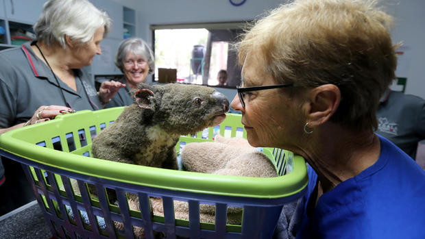 Australia wildfires: Animals in peril across the country 