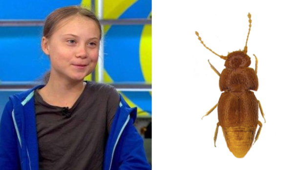 Celebrity species 