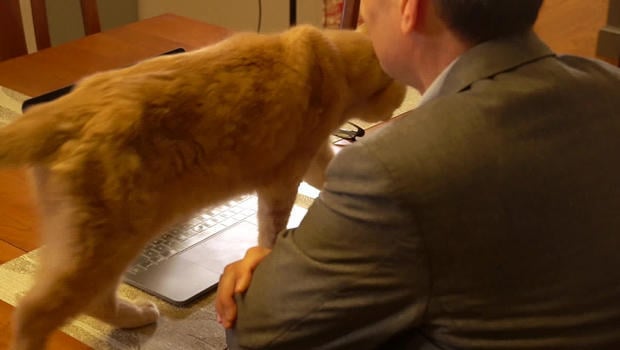 david-pogue-and-interrupting-cat-620.jpg 
