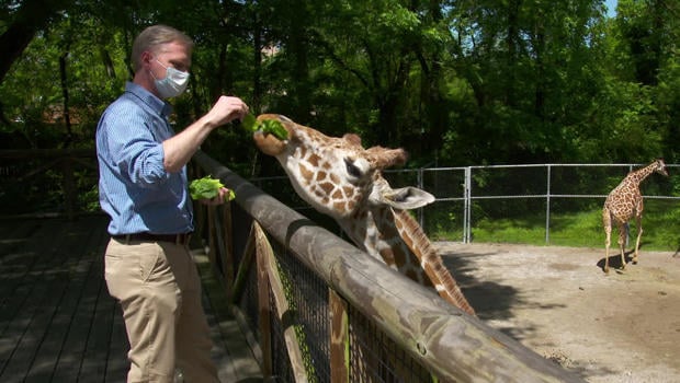 memphis-zoo-feeding-giraffe-620.jpg 