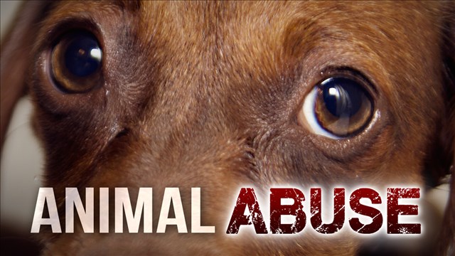 New Law Carries Harsher Penalty In Animal Abuse Cases - Home - WCBI TV |  Your News Leader