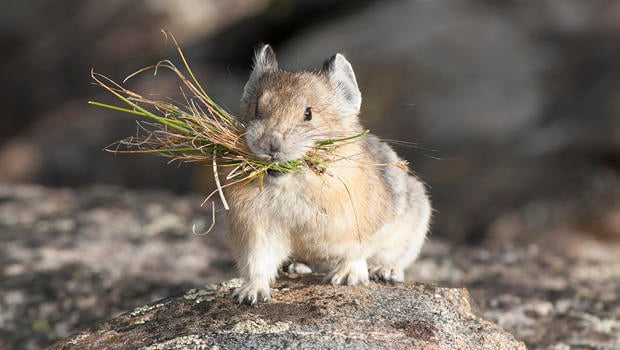 pika-with-grass-in-mouth-verne-lehmberg-620.jpg 