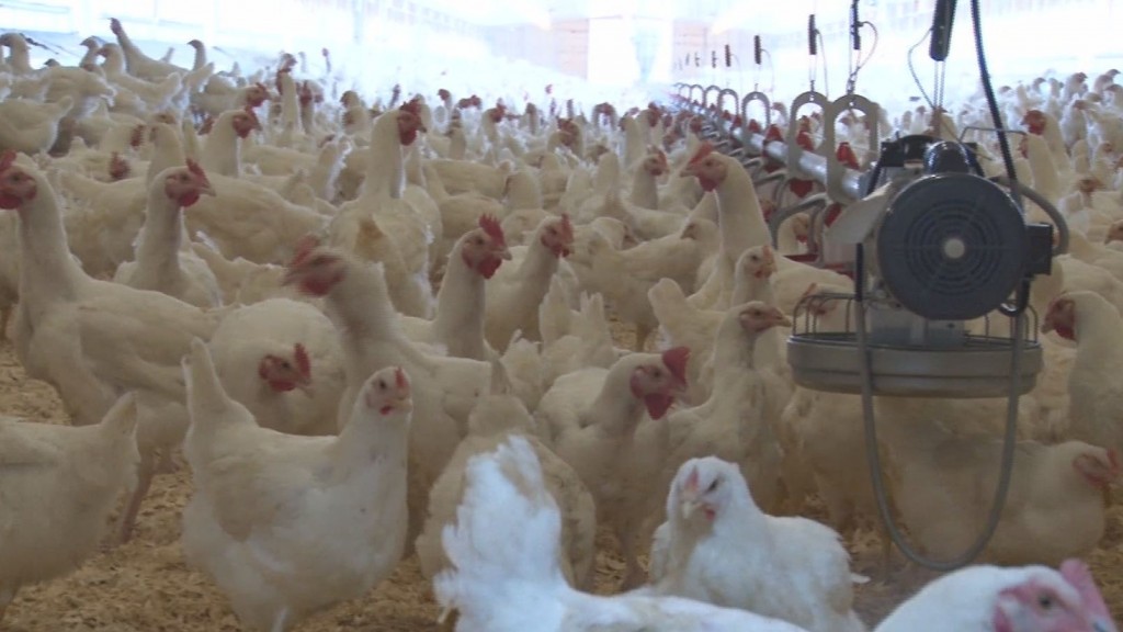 Chicken