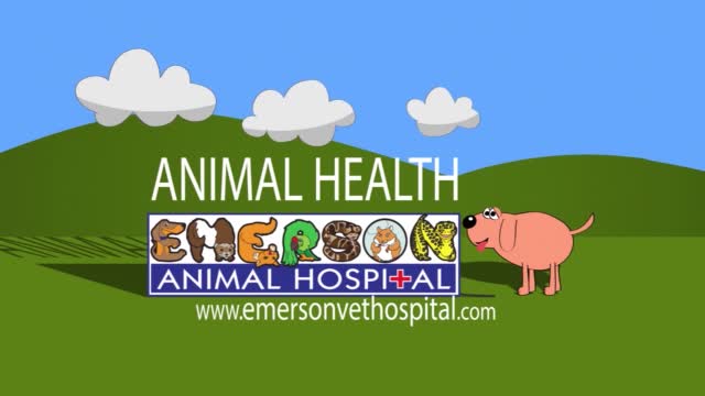 Animal Health Splenic Tumor