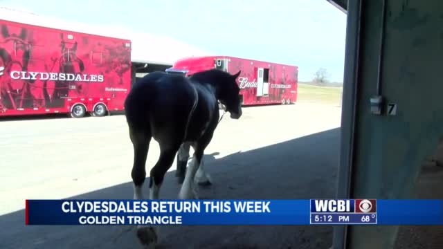 Iconic Budweiser Clydesdales Are Returning To The Golden Triangle This Week