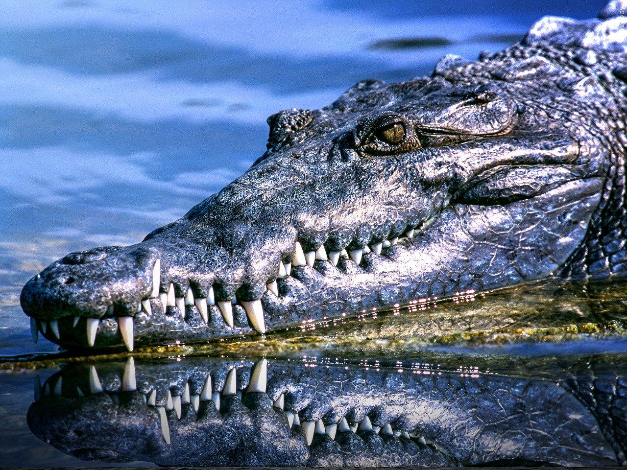 Alligator hunting season may soon be coming to Mississippi