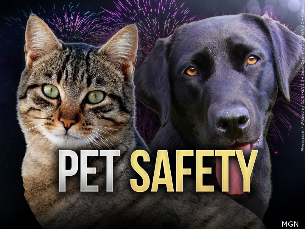 Pet Safety