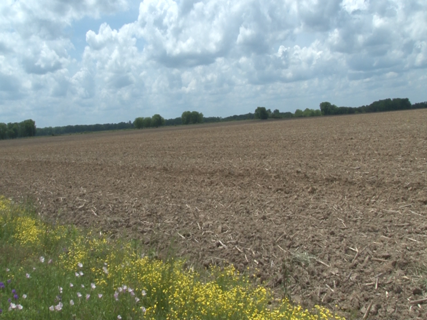 Farmers say too much rain is a bad thing for their crop - Vimarsana News