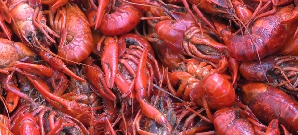 Folks in Alabama chowed down on a clawdad feast for annual fundraiser