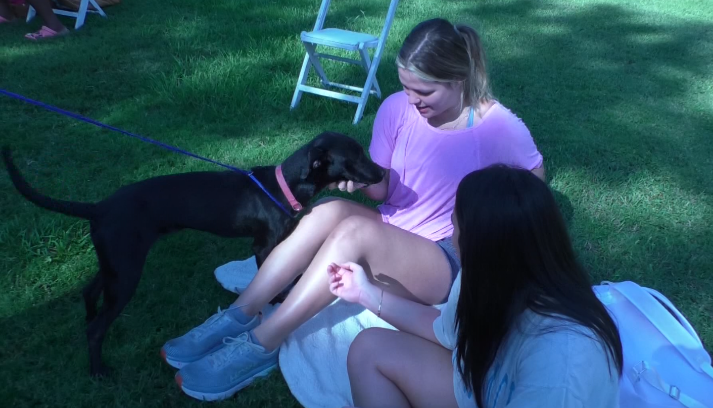 "Pause for Paws" fuzz therapy on MUW's campus - Vimarsana News