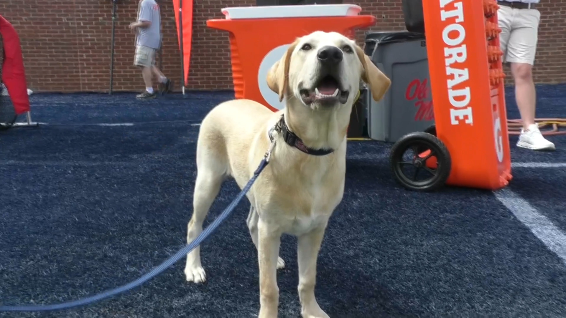 Juice Kiffin (Lane's dog) agrees to NIL Deal with The Grove Collective