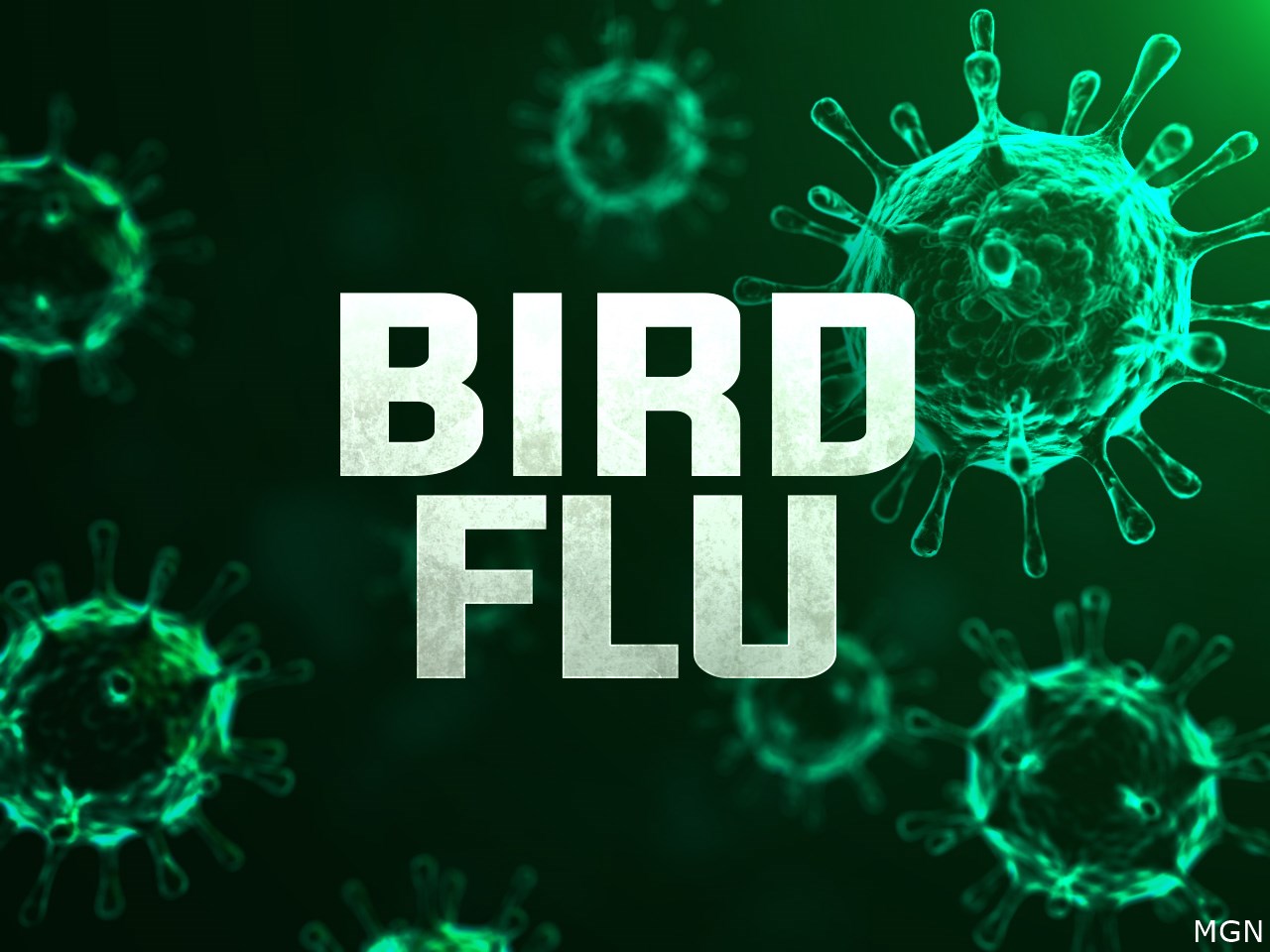 Bird flu is rising among wildlife in Mississippi