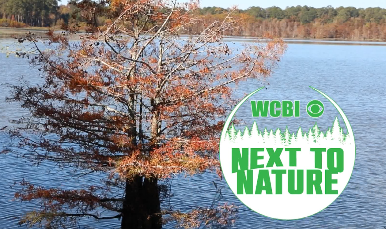 Next to Nature (Seek App) - 12/14/2022 - Vimarsana News