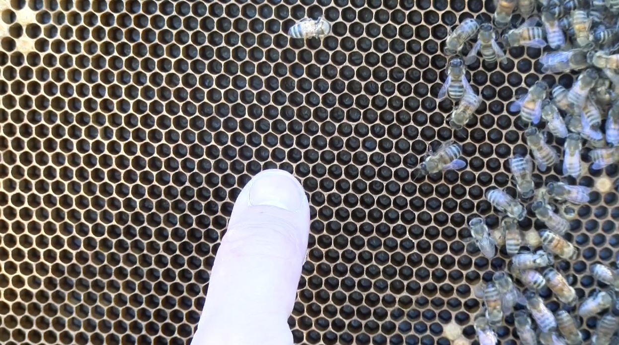 Bee Vip The business of bees: Getting honey from the hive to the plate