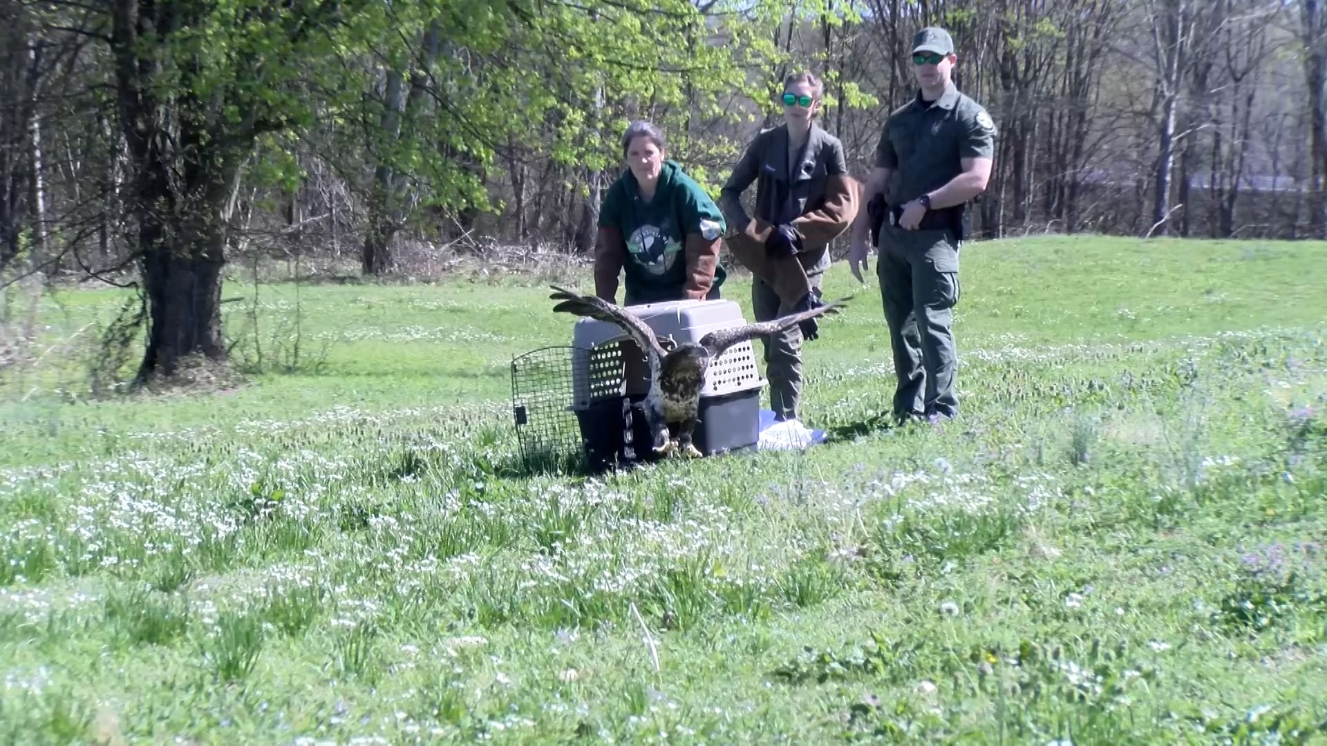 Bald Eagle Released in Lowndes County after 2 months of rehab - Vimarsana News